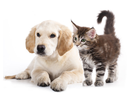 Pet Insurance Information